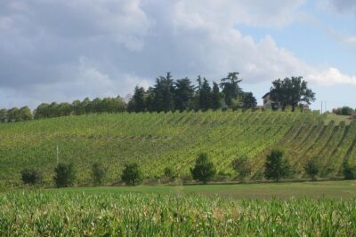 Bologna Wine Tasting & Winery Tour in the Colli Bolognesi - Inside the Family Winery: Vineyards, Barrels, and Cellar Aromas