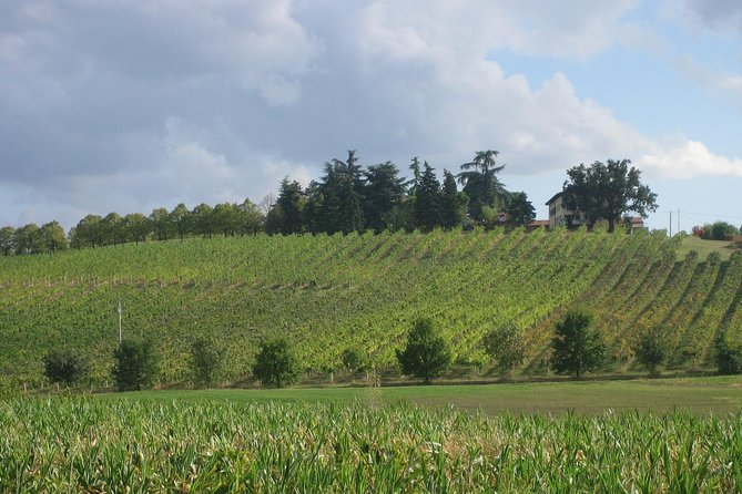 Bologna Wine Tasting & Winery Tour in the Colli Bolognesi - Inside the Family Winery: Vineyards, Barrels, and Cellar Aromas