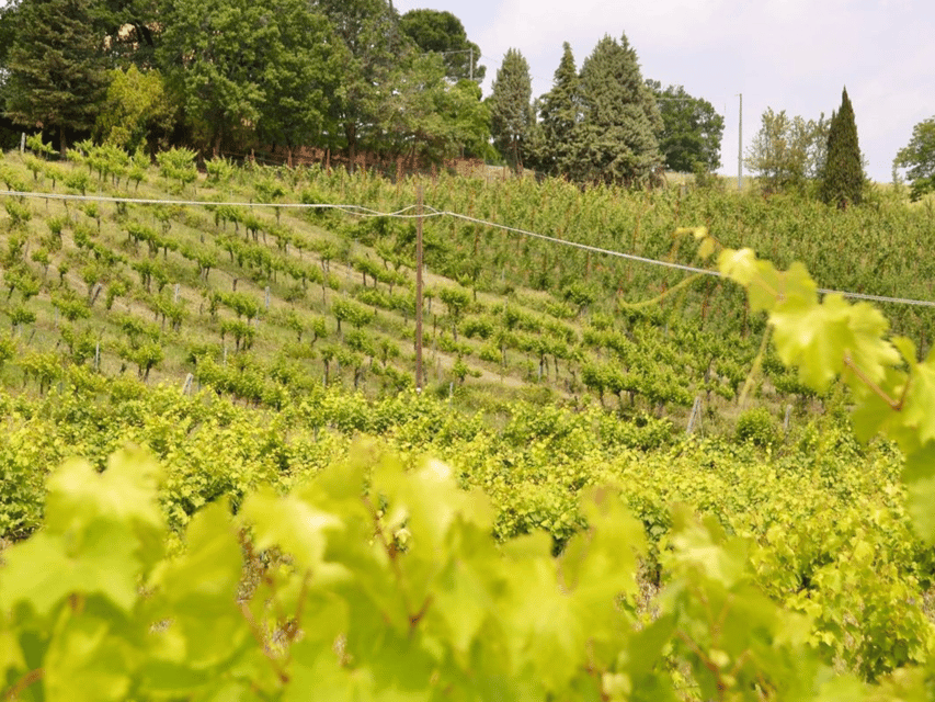 Boutique Winery Tour with Wine Tasting & Food in Bologna - Should you book the Terre Rosse Vallania tour?
