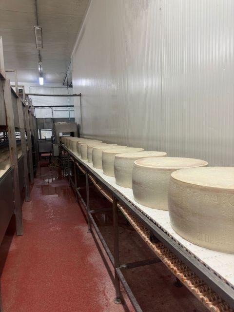 From Bologna: Parmesan, Vinegar, Lambrusco with Transfer - Practical Tips That Improve Your Day