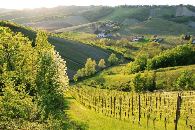Wine experience Bologna hills - Views and Comfort: Pickup, Private Vehicle, and a Tight 6-Hour Window